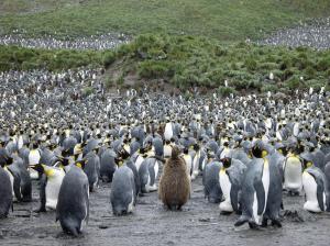 <p>MS ORTELIUS: Falkland - Südgeorgien - Antarktische Halbinsel</p>
